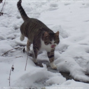 Photo de Chat domestique