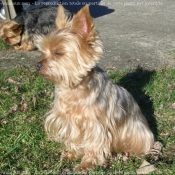 Photo de Yorkshire terrier