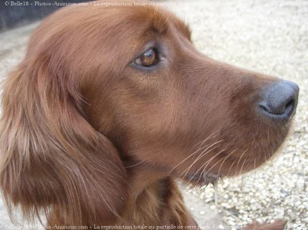 Photo de Setter irlandais rouge