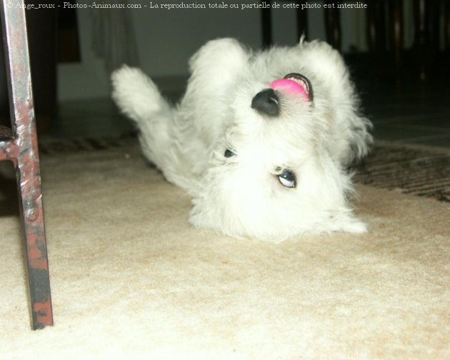 Photo de West highland white terrier