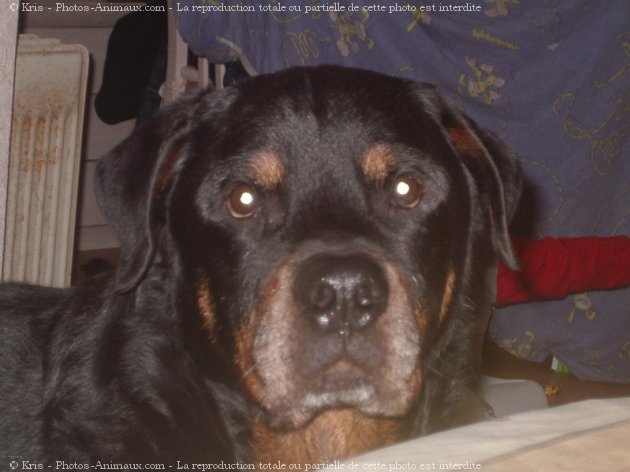 Photo de Rottweiler