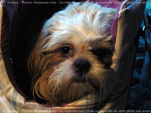 Photo de Shih tzu