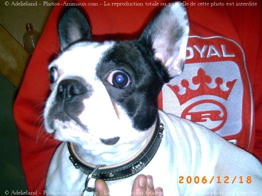 Photo de Bouledogue franais