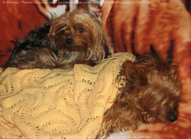 Photo de Yorkshire terrier