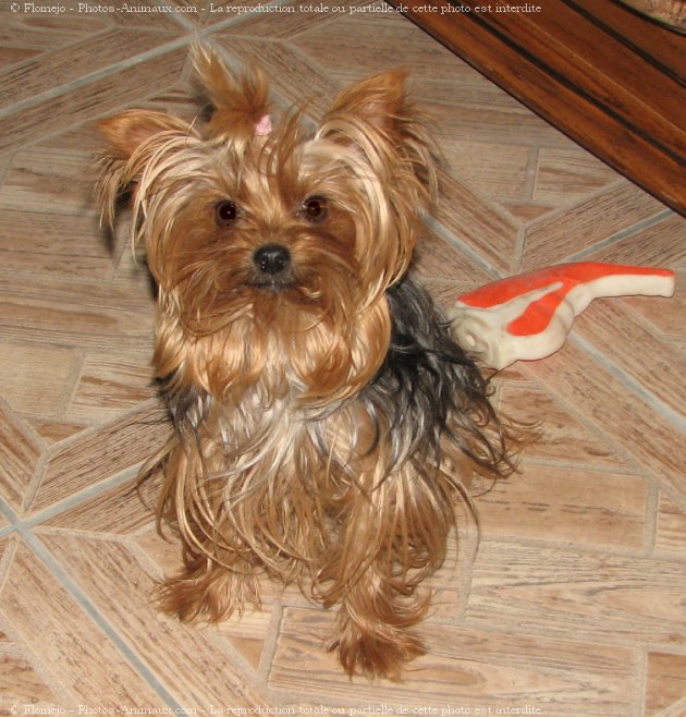 Photo de Yorkshire terrier