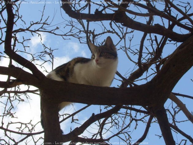 Photo de Chat domestique