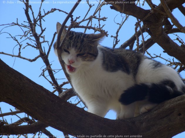 Photo de Chat domestique