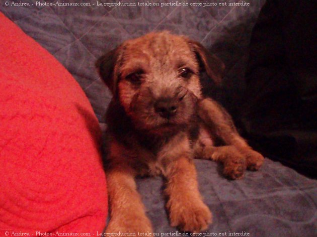 Photo de Border terrier