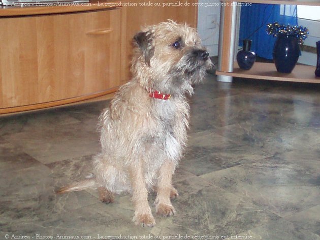 Photo de Border terrier