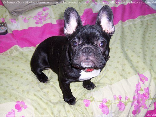 Photo de Bouledogue franais