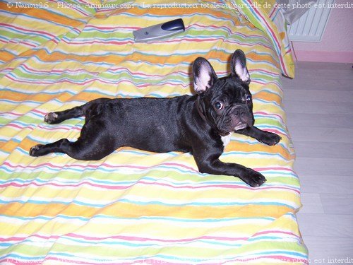 Photo de Bouledogue franais