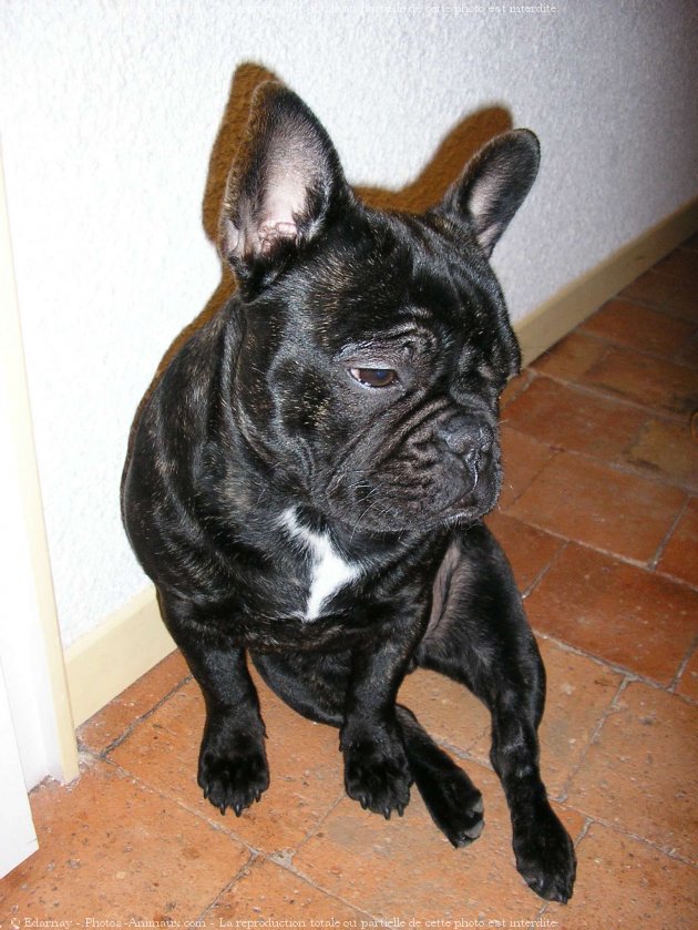 Photo de Bouledogue franais