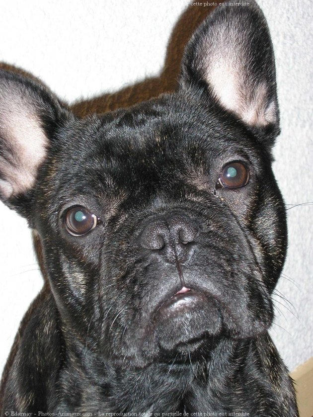 Photo de Bouledogue franais