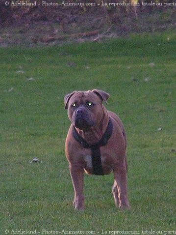 Photo d'American staffordshire terrier