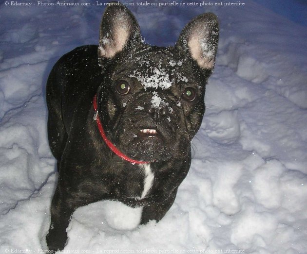 Photo de Bouledogue franais