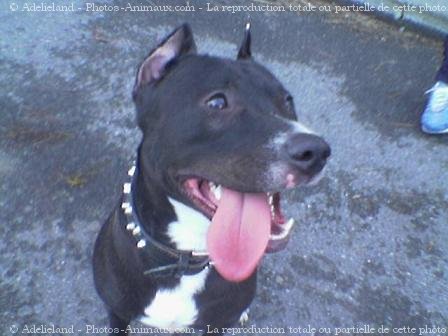 Photo d'American staffordshire terrier