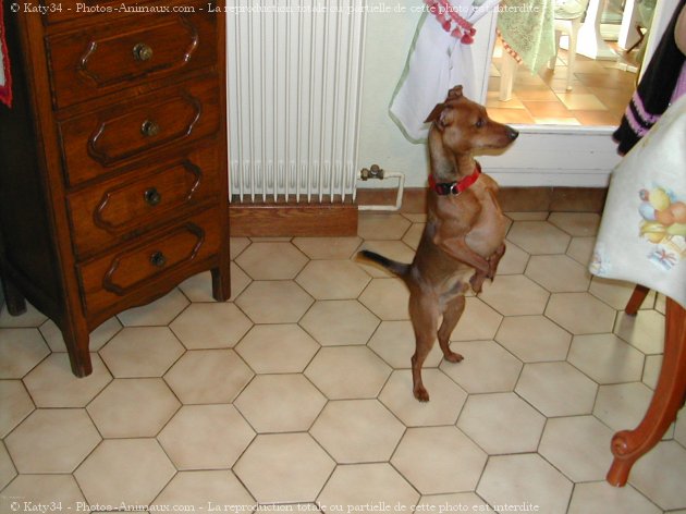 Photo de Pinscher nain