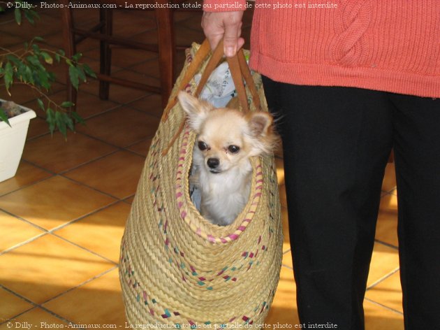 Photo de Chihuahua  poil long