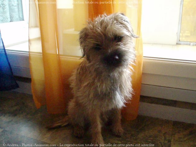 Photo de Border terrier