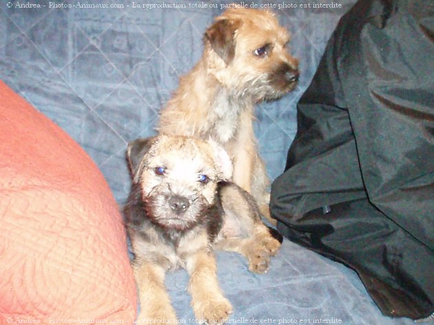 Photo de Border terrier