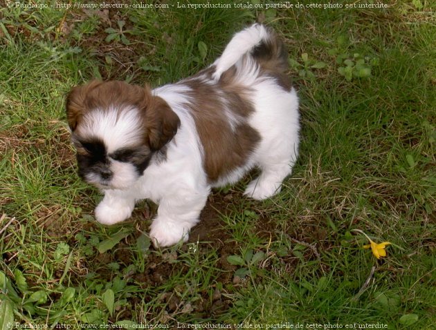 Photo de Shih tzu