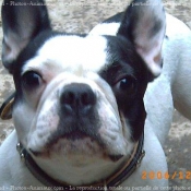 Photo de Bouledogue franais