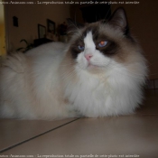 Photo de Ragdoll