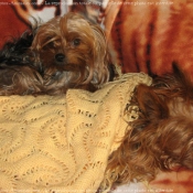 Photo de Yorkshire terrier