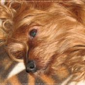 Photo de Yorkshire terrier