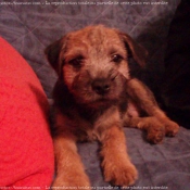 Photo de Border terrier