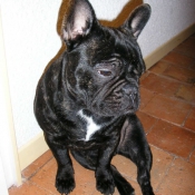 Photo de Bouledogue franais