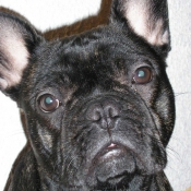 Photo de Bouledogue franais