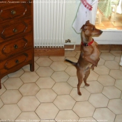 Photo de Pinscher nain