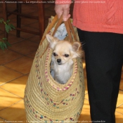 Photo de Chihuahua  poil long