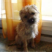 Photo de Border terrier