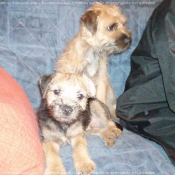 Photo de Border terrier