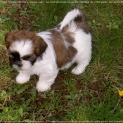 Photo de Shih tzu