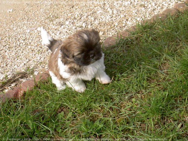 Photo de Shih tzu