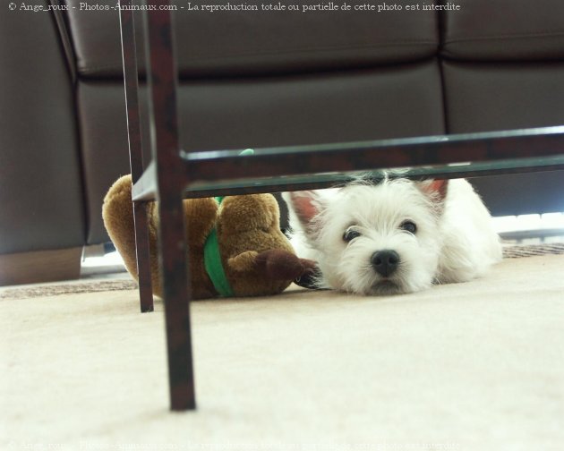 Photo de West highland white terrier