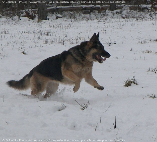 Photo de Berger allemand  poil court