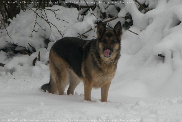 Photo de Berger allemand  poil court