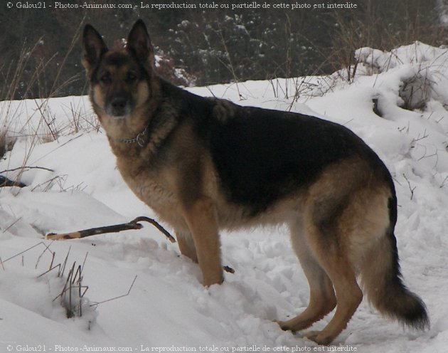 Photo de Berger allemand  poil court