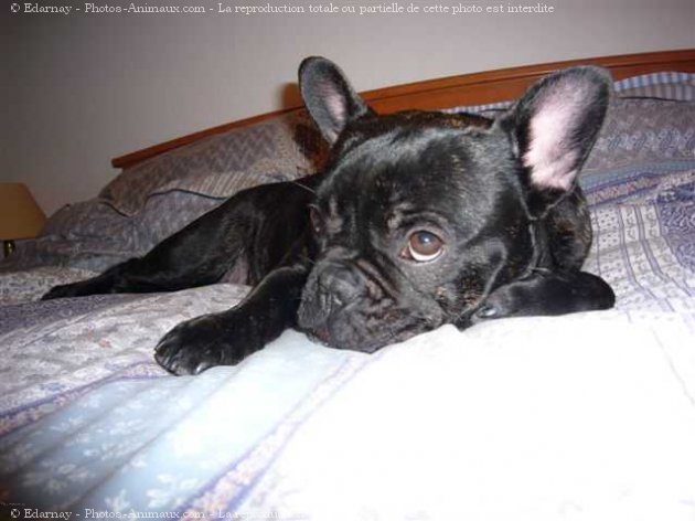 Photo de Bouledogue franais