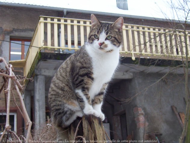 Photo de Chat domestique