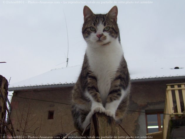 Photo de Chat domestique