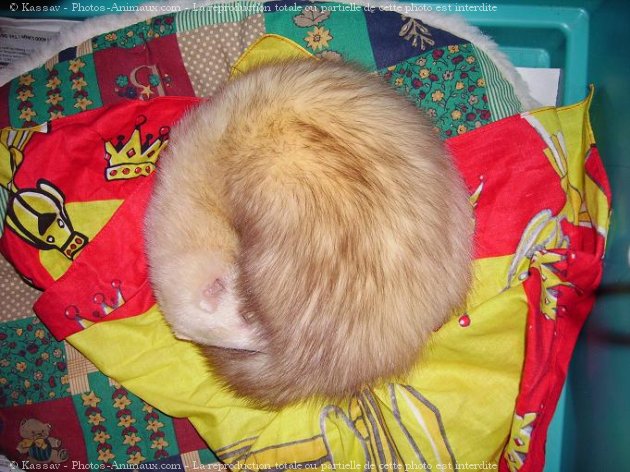 Photo de Furet