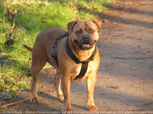 Photo d'American staffordshire terrier