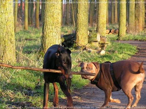 Photo d'American staffordshire terrier