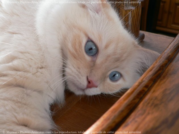 Photo de Ragdoll