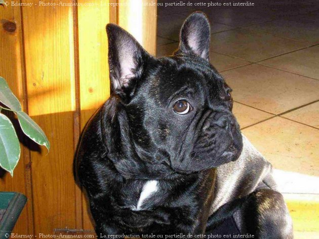 Photo de Bouledogue franais